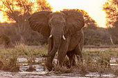 African Savannah Elephant or Savannah Elephant (Loxodonta africana), at the edge of the Zambezi river, Lower Zambezi natioinal Park, Zambia