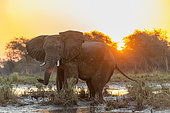 Éléphant de savane d'Afrique ou Éléphant de savane (Loxodonta africana), au bord du Zambèze, parc national du Bas Zambèze ( Lower Zambezi), Zambie