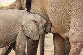 African Savannah Elephant or Savannah Elephant (Loxodonta africana), drinking milk, Lower Zambezi natioinal Park, Zambia