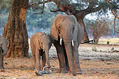 Éléphant de savane d'Afrique ou Éléphant de savane (Loxodonta africana), mangeant des fruits d'acacia (Faidherbia albida), parc national du Bas Zambèze ( Lower Zambezi), Zambie