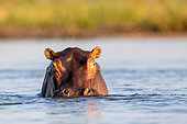 Hippopotame amphibie ou Hippopotame commun (Hippopotamus amphibius), Rivière Zambèze, parc national du Bas Zambèze (Lower Zambezi), Zambie