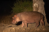 Common Hippo (Hippopotamus amphibius), by night , with a spotlight, Luangwa river, South Luangwa natioinal Park, Zambia