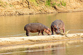 Hippopotame amphibie ou Hippopotame commun (Hippopotamus amphibius), confrontation avec un Crocodile, Rivière Luangwa, parc national de South Luangwa, Zambie