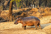 Hippopotame amphibie ou Hippopotame commun (Hippopotamus amphibius), marchant sur la berge, Rivière Luangwa, parc national de South Luangwa, Zambie