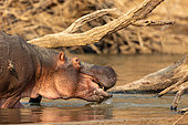 Hippopotame amphibie ou Hippopotame commun (Hippopotamus amphibius), blessé dans un combat avec un autre mâle, Rivière Luangwa, parc national de South Luangwa, Zambie
