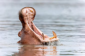 Hippopotame amphibie ou Hippopotame commun (Hippopotamus amphibius), Rivière Luangwa, parc national de South Luangwa, Zambie