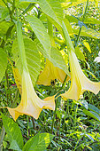 Angel Trumpet, Brugmansia aurea 'Yellow Gold', flowers