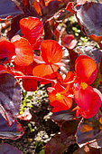 Begonia Viking XL Red On Chocolate F1, flowers