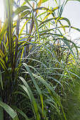 New Zealand flax, Phormium tenax purpurea, Phormium colensoi 'Cream Delight', foliage