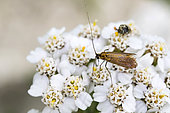 Green Longhorn Moth (Adela reaumurella) on Milfoil (Achillea millefolium) in garden, Lorraine, France