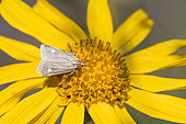 Grass moth (Udea alpinalis) on Arnica flower, Vosges, France