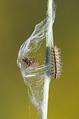 Fritillary (Melitaea sp) hairy caterpillar on a stem, limestone lawn, Burgundy, France
