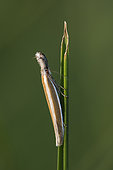 Southern streak (Pleurota aristella) brush palps forming a helmet, on a leaf, Site naturel protégé de la Boucherette, Macônais, Bourgogne, France