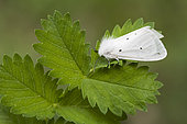 White Ermine (Spilosoma lubricipeda) on leaves, Lorraine, France