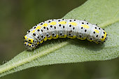 Mullein Moth (Cucullia verbasci) caterpillar on Mullein, Lorraine, France