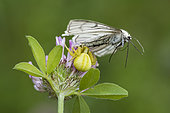 Goldenrod Spider (Misumena vatia) catching a Black-veined Moth (Siona lineata)