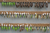 Chrysalides de Papillons tropicaux, élevage, Jardin botanique Jean-Marie Pelt, Nancy, Lorraine, France