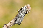 Mediterranean Flour Moth (Ephestia kuehniella) fauna of the houses, Lorraine, France