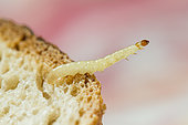 Indian mealmoth (Plodia interpunctella) caterpillar on bread, house fauna, Alsace, France