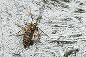 Dotted border (Agriopis marginaria) polyphagous female broadleaf hibernator, wintering species, in the garden, Lorraine, France