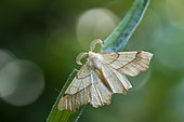 September Thorn (Ennomos erosaria) bipectinate feathery antennae, on a leaf in the garden, Lorraine, France