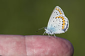 Reverdin's Blue (Plebejus argyrognomon) on a finger, Bouxières aux Dames plateau, Lorraine, France