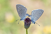 Scarce Large Blue (Maculinea teleius) mating on Burnet flower, wet meadow, Jolivet, Lorraine, France