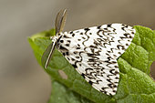 Black Arches (Lymantria monacha) bipectral antennae, on a leaf, Lorraine, France