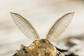 Asian gypsy Moth (Lymantria dispar) bipectinated antennae, brown form, Lorraine, France
