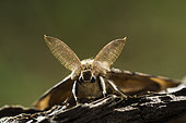 Asian gypsy Moth (Lymantria dispar) bipectinated antennae, brown form, Lorraine, France