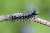 Asian gypsy Moth (Lymantria dispar) caterpillar, bank of the Meurthe, Lorraine, France