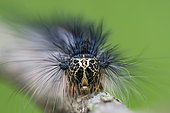 Asian gypsy Moth (Lymantria dispar) caterpillar, bank of the Meurthe, Lorraine, France
