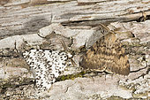 Asian gypsy Moth (Lymantria dispar) and Black Arches (Lymantria monacha) on wood in garden, Lorraine, France