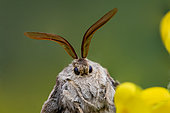 Fox moth (Macrothylacia rubi) pectinate antennae, portrait, limestone grassland, Vosges, France