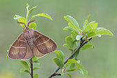 Fox moth (Macrothylacia rubi) pectinate antennae, on leaves, limestone grassland, Vosges, France