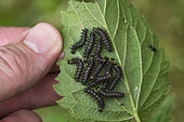 Map Butterfly (Araschnia levana) summer dark form, Caterpillars under a nettle leaf, Lorraine, France