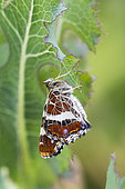 Map Butterfly (Araschnia levana) summer dark form, drying its wings at the end of metamorphosis, Lorraine, France
