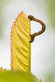 Geometer caterpillar on a leaf, Lorraine, France