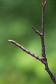 Geometer caterpillar on a twig, homochromy, plateau de Bouxières aux Dames, Lorraine, France