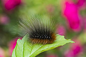 Garden Tiger (Arctia caja) hairy caterpillar on a leaf, Lorraine, France