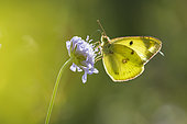Berger's clouded yellow (Colias alfacariensis) on flower, limestone lawn, France