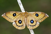 Tau Emperor (Aglia tau) female on twig, Lorraine, France