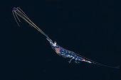 Palaemonid Shrimp (Palaemonidae Family) larva floating in water column, Blackwater night dive, Seraya, Karangasem, Bali, Indonesia