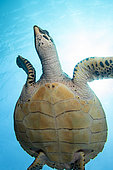 Hawksbill Turtle (Eretmochelys imbricata) with sun in background, Liberty Wreck dive site, Tulamben, Karangasem, Bali, Indonesia