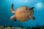 Tortue imbriquée (Eretmochelys imbricata) avec un plongeur en apnée en arrière-plan, site de plongée Liberty Wreck, Tulamben, Karangasem, Bali, Indonésie