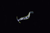 Pelagic Nudibranch (Cephalopyge trematoides), Blackwater night dive, Seraya, Karangasem, Bali, Indonesia