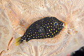 Juvenile Guineafowl Puffer (Arothron meleagris) on Sponge (Clathria sp), night dive, Seraya Secrets dive site, Seraya, Karangasem, Bali, Indonesia