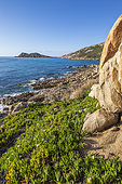 Seen from the Pointe du Canadel on the coastal path to the Cap Taillat peninsula, Ramatuelle, Var, Côte d'Azur, France