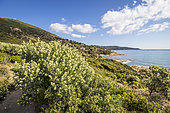 Jupiter's Beard (Anthyllis barba-jovis) on the coastal path to the Pointe du Canadel, Ramatuelle, Var, French Riviera, France