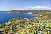 Cap Lardier and Briande beach seen from the peninsula of Cap Taillat covered with Jupiter's Beard (Anthyllis barba-jovi), La Croix-Valmer, Var, French Riviera, France